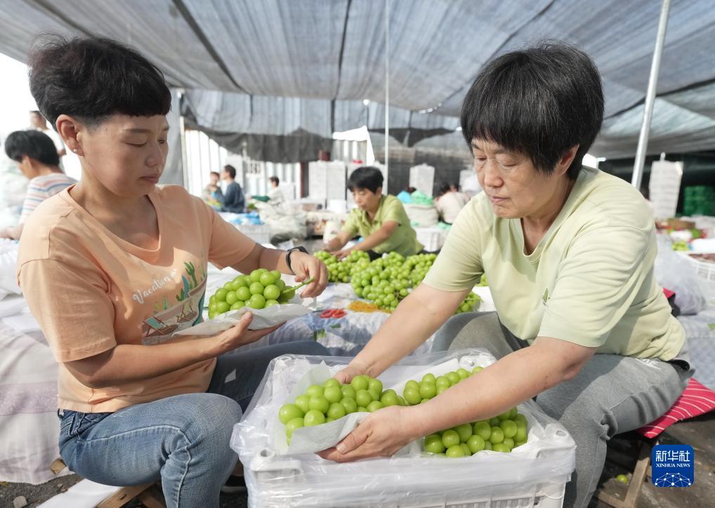 可以提钱的游戏